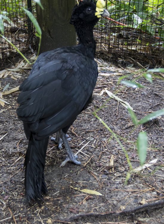 Black bird in enclosure