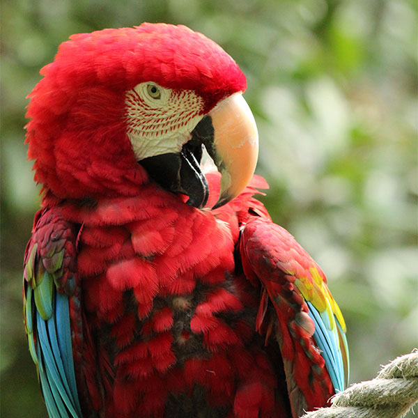 Oddball - Green-Winged Macaw