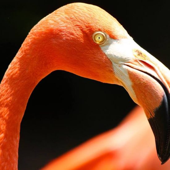 Flamingo Bridgette Kistinger