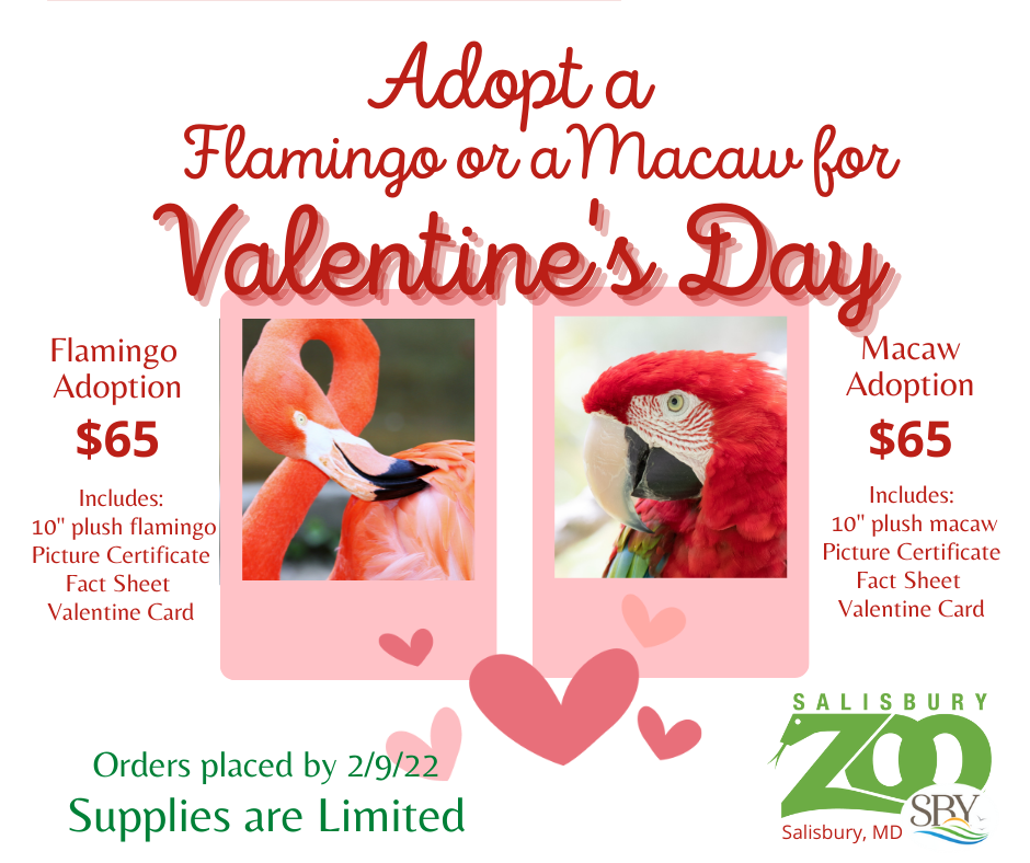 Adopt a Flamingo or Macaw for Valentine's Day