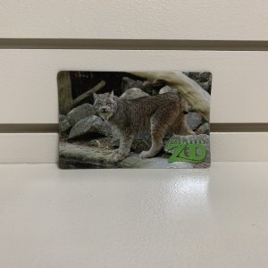 salisbury zoo magnet with lynx on it