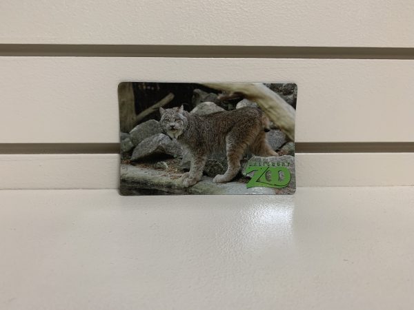 salisbury zoo magnet with lynx on it